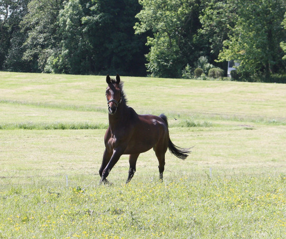 Обои картинки фото животные, лошади, луг, лошадь