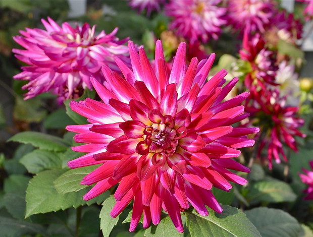 Обои картинки фото цветы, георгины