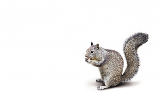 Обои картинки фото животные, белки, кушает, белый, фон, хвостатая, пушистая, белка