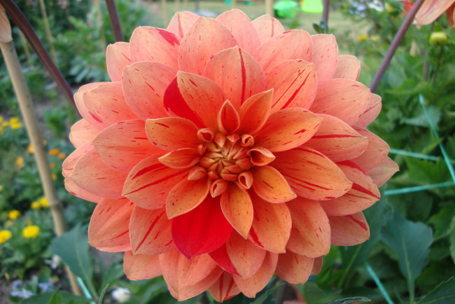 Обои картинки фото цветы, георгины