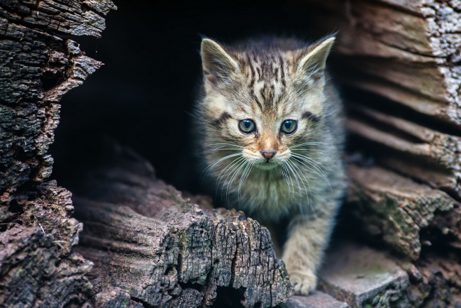 Обои картинки фото животные, дикие, кошки, дикий, котенок