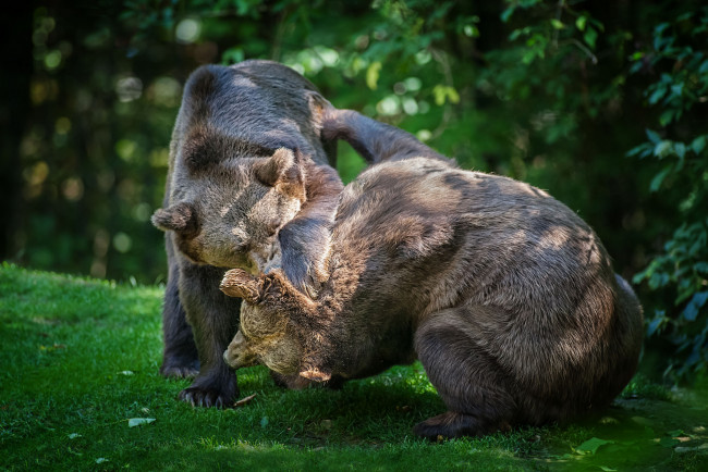 Обои картинки фото животные, медведи, борьба, драка, бурый