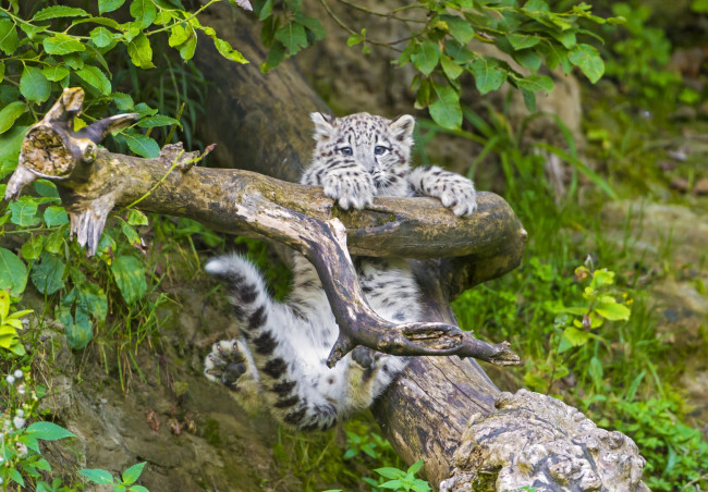 Обои картинки фото животные, снежный, барс, ирбис, ветка, малыш, игра