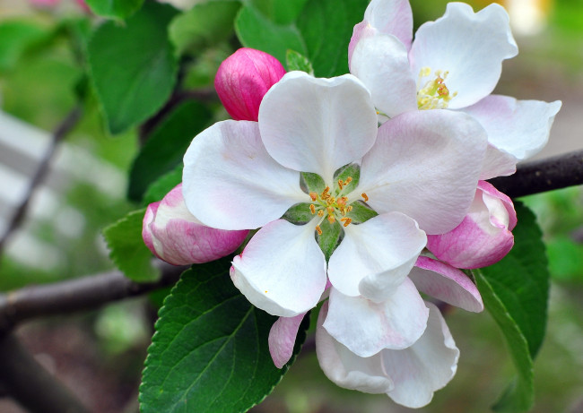 Обои картинки фото цветы, цветущие, деревья, кустарники, цветение, яблоня, бутоны, лепестки, макро, ветка