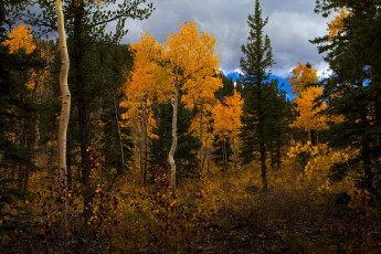 Картинка природа деревья