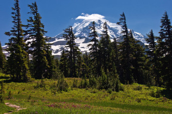 Картинка природа деревья сша национальный парк америка