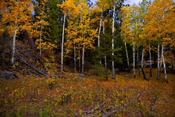 Картинка природа лес деревья