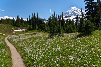 Картинка природа луга сша национальный парк америка