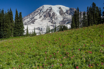 Картинка природа луга сша америка национальный парк