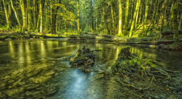 Картинка природа реки озера вода лес
