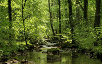 Картинка природа реки озера река лес