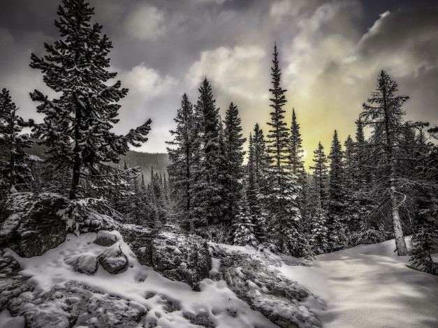 Обои картинки фото природа, зима, ели, снег