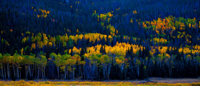 Обои картинки фото природа, лес, панорама