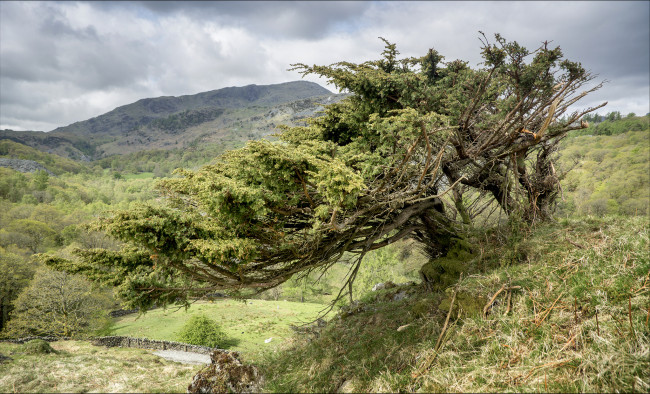 Обои картинки фото природа, деревья, склон, горы, дерево