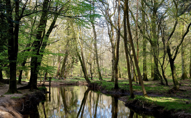 Обои картинки фото природа, реки, озера, лес, река