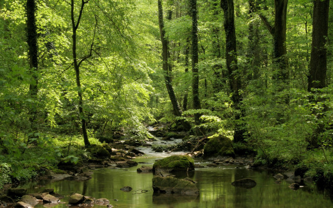Обои картинки фото природа, реки, озера, река, лес