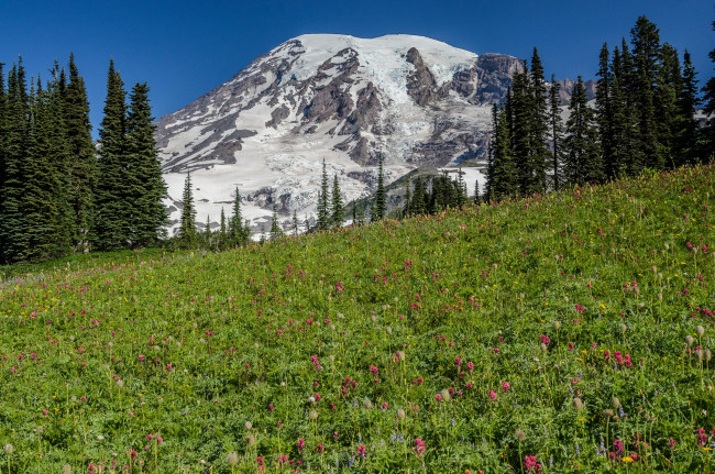 Обои картинки фото природа, луга, сша, америка, национальный, парк