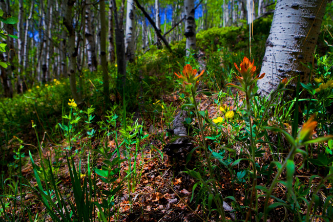 Обои картинки фото природа, лес, деревья, трава