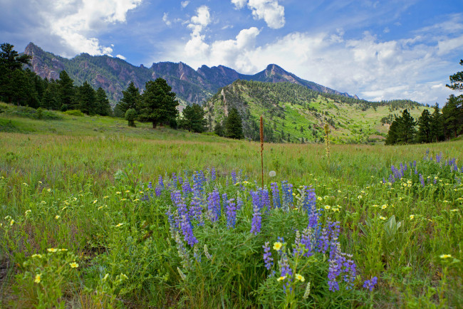 Обои картинки фото природа, луга, пейзаж