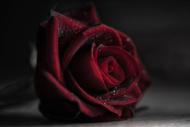 Обои картинки фото цветы, розы, вода, роса, боке, капли, роза, размытость, макро