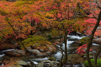 Картинка природа реки озера река лес