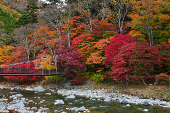 Картинка природа реки озера река лес