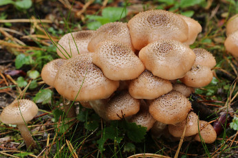 Картинка природа грибы опята