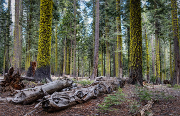 Картинка природа лес стволы ельник