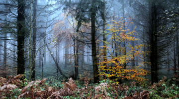 Картинка природа лес осень туман