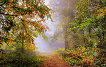 Картинка природа лес туман осень