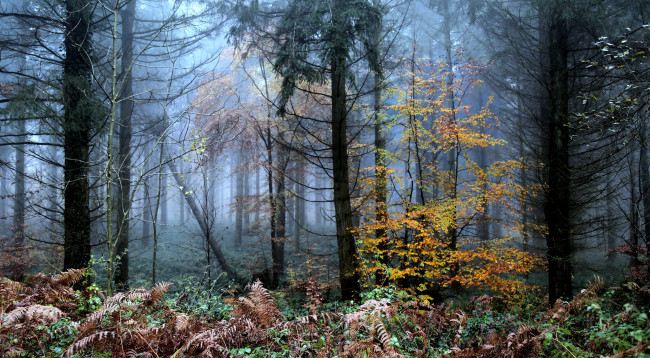Обои картинки фото природа, лес, осень, туман