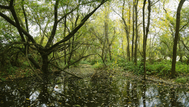 Обои картинки фото природа, реки, озера, лес, река