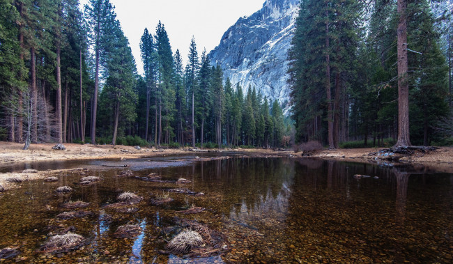 Обои картинки фото природа, реки, озера, лес, река