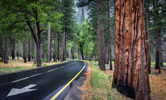 Обои картинки фото природа, дороги, лес, осень, шоссе