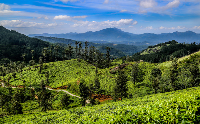 Обои картинки фото природа, дороги, трасса, лес, горы