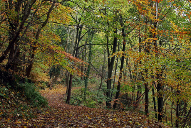 Обои картинки фото природа, дороги, тропинка, лес