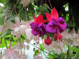 Картинка цветы фуксия бутоны