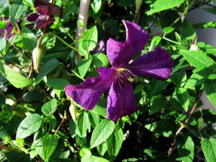 Картинка цветы клематис+ ломонос лиловый