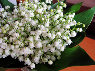 Картинка цветы ландыши майский