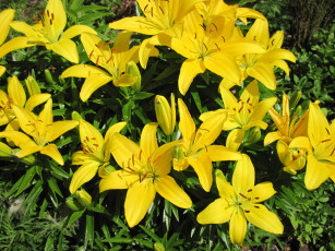 Картинка цветы лилии +лилейники желтый