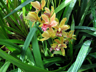 Картинка цветы орхидеи пестрый