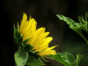 Картинка цветы подсолнухи фон подсолнух