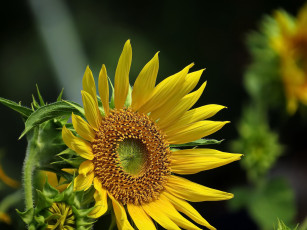 Картинка цветы подсолнухи фон подсолнух