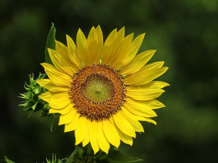 Картинка цветы подсолнухи фон подсолнух