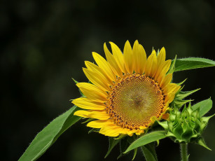 Картинка цветы подсолнухи подсолнух фон