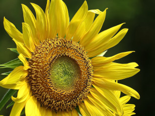 Картинка цветы подсолнухи подсолнух фон