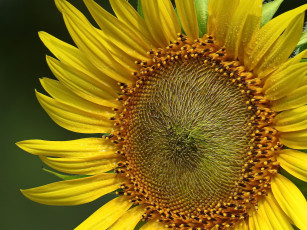 Картинка цветы подсолнухи подсолнух фон