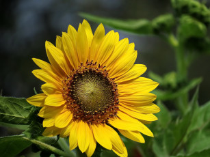 Картинка цветы подсолнухи подсолнух фон