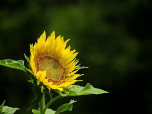 Картинка цветы подсолнухи подсолнух фон