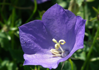 Картинка цветы колокольчики макро